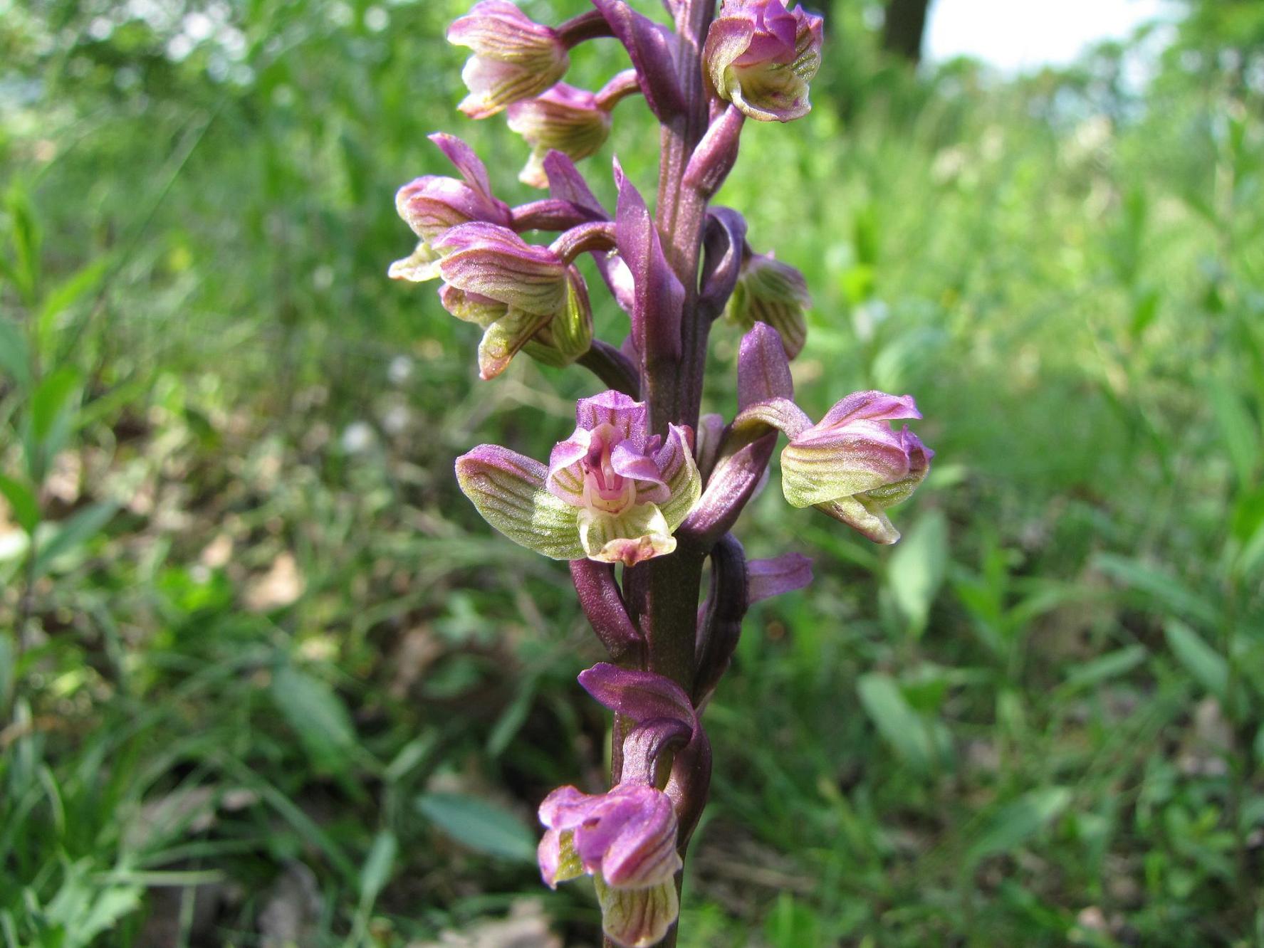 Neotinea tridentata, Ochis militari, simia e Anacamptis morio